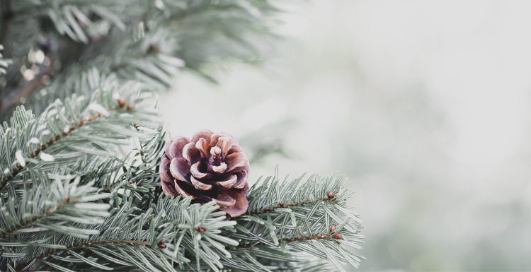 Lessons From the Christmas Truce of 1914 - Intercessors for America