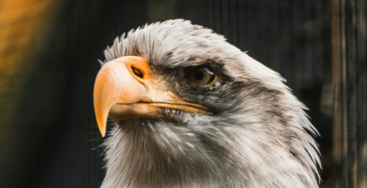 A Season for Eagle Eyed Vision - Intercessors for America